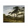 Картина на холсте Экзотический ландшафт 100х80 см
