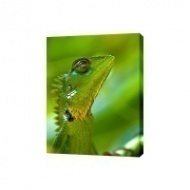 Картина на холсте Зеленая ящерица, 50х70 см