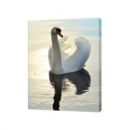 Картина на холсте Лебедь на воде, 50х70 см