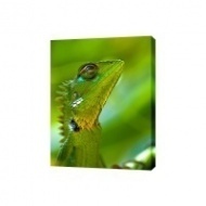 Картина на холсте Зеленая ящерица, 30х40 см