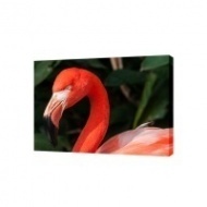 Картина на холсте Фламинго, 30х40 см