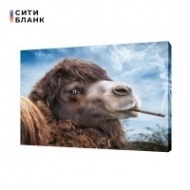 Картина на холсте Курящий верблюд, 30х40 см