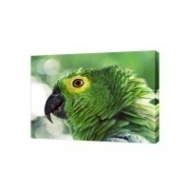 Картина на холсте Зеленый попугай, 30х40 см