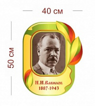Стенд Н.И. Вавилов 40х50 см
