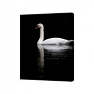 Картина на холсте Лебедь на черном фоне, 50х70 см