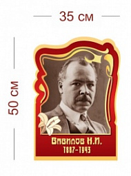Стенд Вавилов Н.И. 35х50 см
