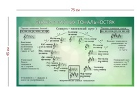 Стенд «Знаки в разных тональностях» (1 плакат)