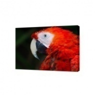 Картина на холсте Красный попугай Ара, 100х80 см