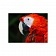 Картина на холсте Красный попугай, 30х40 см