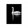 Картина на холсте Лебедь на черном фоне, 30х40 см