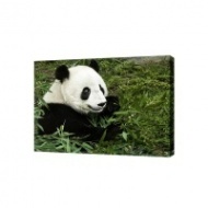 Картина на холсте Панда, 50х70 см