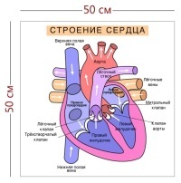 Стенд «Строение сердца» (1 плакат)