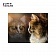 Картина на холсте Кот и отражение, 30х40 см