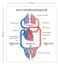 Стенд «Круги кровообращения» (1 плакат)