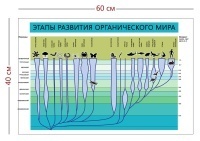 Стенд «Этапы развития органического мира» (1 плакат)