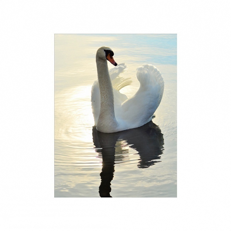 Лебеди на воде (82 фото) - красивые фото и картинки webmaster-korolev.ru