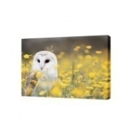 Картина на холсте Белая сова на летнем лугу, 100х80 см