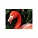 Картина на холсте Фламинго, 100х80 см
