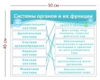 Стенд «Системы органов и их функции» (1 плакат)